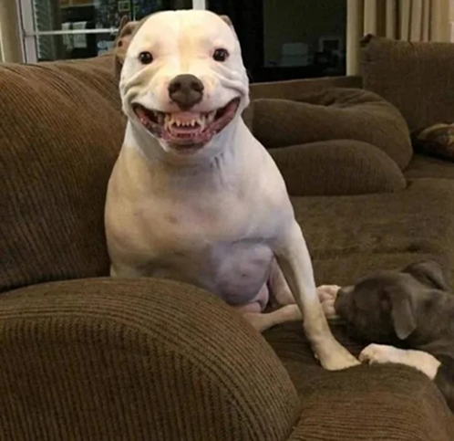 Администратор